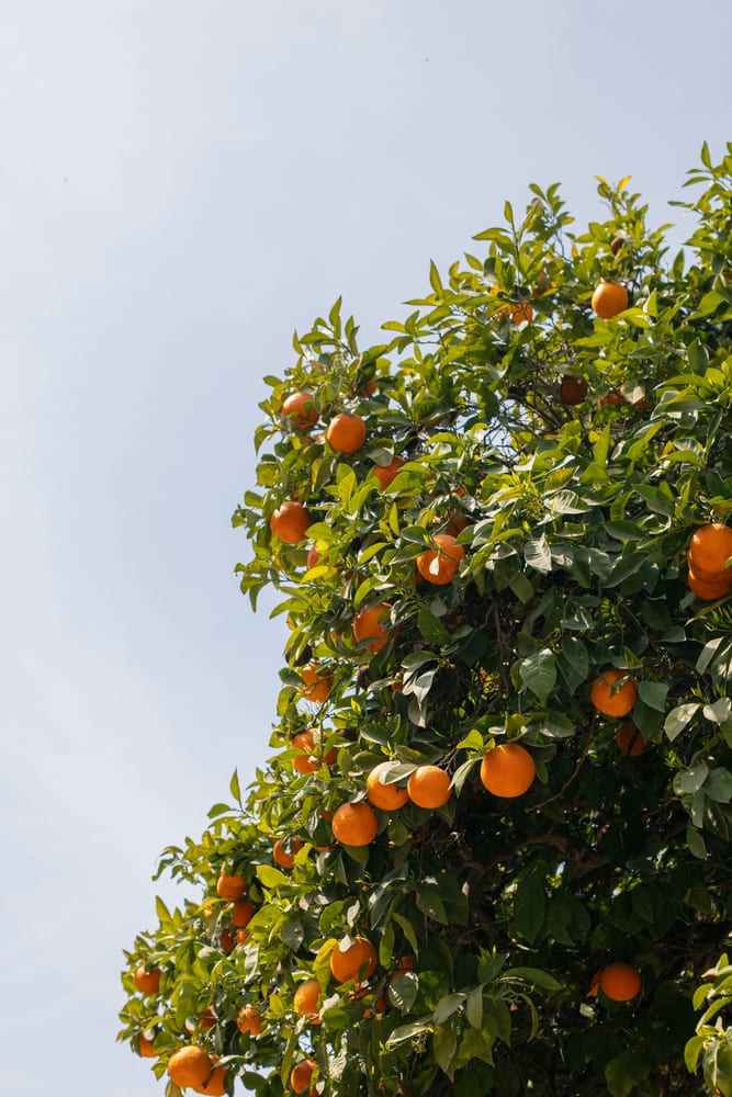 Ripe oranges hanging on a leafy tree branch